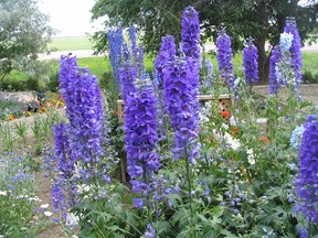 Tall torch-like delphinium blooms are strongly supported on sturdy stems. This trouble free mildew-resistant plant may require occasional support due to enormous flower size, height and weight. (Ted Meseyton)