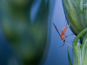 University of Alberta researchers are working to create a strain of wheat that is resistant to wheat midges, a common pest. Photo by Shelley Barkley / Supplied.