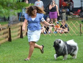 Amanda Lougheed shows off Veda the keeshond at the Gray Bruce Kennel and Obedience Club dog show at Harrison Park in Owen Sound on Thursday August 4, 2022. Six shows were held over three days at the park this week.  Lougheed is the president of the Grey-Bruce club.