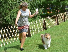 Le manieur Sydney Robinson montre le chien de berger des Shetland Diamond lors de l'exposition canine Grey Bruce Kennel and Obedience Club à Harrison Park à Owen Sound le jeudi 4 août 2022. Diamond a été nommé Best in Show jeudi matin, l'un des six spectacles organisés à Park cette semaine.