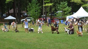 Les maîtres-chiens et leurs chiens participent à l'exposition canine Grey Bruce Kennel and Obedience Club au parc Harrison à Owen Sound le jeudi 4 août 2022. Six expositions ont eu lieu sur trois jours dans le parc cette semaine.