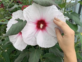 Perennial Hibiscus, more commonly known as Rose Mallow, certainly do take centre stage in the flower garden. Blooms open so wide that they’ll take up all the space on a dinner plate.  John DeGroot photo