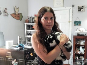 Ashley Mulvihill de Sweetie's Rescue tient un lapin égaré de Sophia dans ses mains. L'organisation de sauvetage des lapins Sarnia-Lambton tente de recueillir des fonds pour vacciner ses 23 lapins contre le virus de la maladie hémorragique du lapin, une maladie hautement contagieuse et potentiellement mortelle des lapins nord-américains. Fichier image / Réseau postmédia