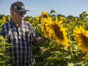 Jay Curtis began growing the sunflowers on part of his soybean and corn farm northeast of St. Thomas last year to show his appreciation to a medical team that treated his prostate cancer in November 2020.