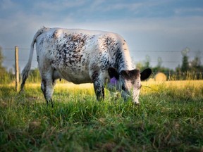 Grass fed beef from Double S Ranch Cattle Co. near Breton, Alta. Photo by SHELBY BLOSKY / Supplied.