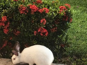 My bunnie loves my rose bush. (supplied photo)