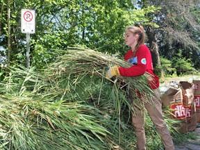 Brittany St Louis is one of the many Phrag Fighters volunteering their time to bundle and stack the cut phragmites so they can either be buried or burned at the local landfill.