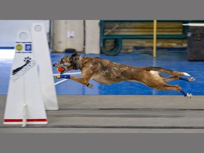 A canine competitor in the Rocket Relay Blast Off flyball tournament leaps over a hurdle with a ball in its mouth on Sunday.