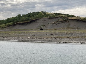 Jeff Gustafson saw this bison along the shoreline at Lake Oahe, South Dakota (it might be a bit small, but if you look close you'll see it's there!).