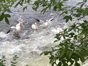 White pelicans on the creek leading to Mink Bay, Keewatin, frolic in the rushing water. Photo by P Burke.