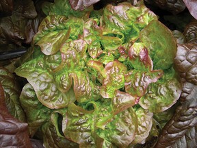 Blushed Butter Oak lettuce is ideal for starting in August for early fall harvests. If cool nights prevail with a hint of light frost, provide some overnight protection. (West Coast Seeds)