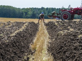 A plowing match competitor surveys how straight his furrow's are during the 2022 The Hastings County Plowing Match on Thursday at the Striker Farm on Frankford Road in Quinte West. ALEX FILIPE