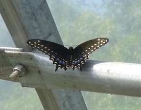 A female eastern black swallowtail. Patrick Capper photo