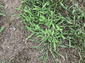 Crabgrass does not show up in grass until mid-July. The first sprouts appear in the sunniest of yards, where water is scarce and soil is poor. City boulevards and south-facing slopes are most vulnerable. The young shoots are erect, light green, with leaves that are broader than surrounding grass. John DeGroot photo