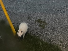 A white raccoon pays a visit to a Garson driveway last week.