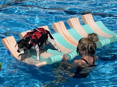Jack the dog took a ride around the Kinsmen pool in Delhi during the Splish Splash Doggie Bash on Sunday afternoon. The party for people and pooches was the last event at the pool for the 2022 season. SIMCOE REFORMER PHOTO