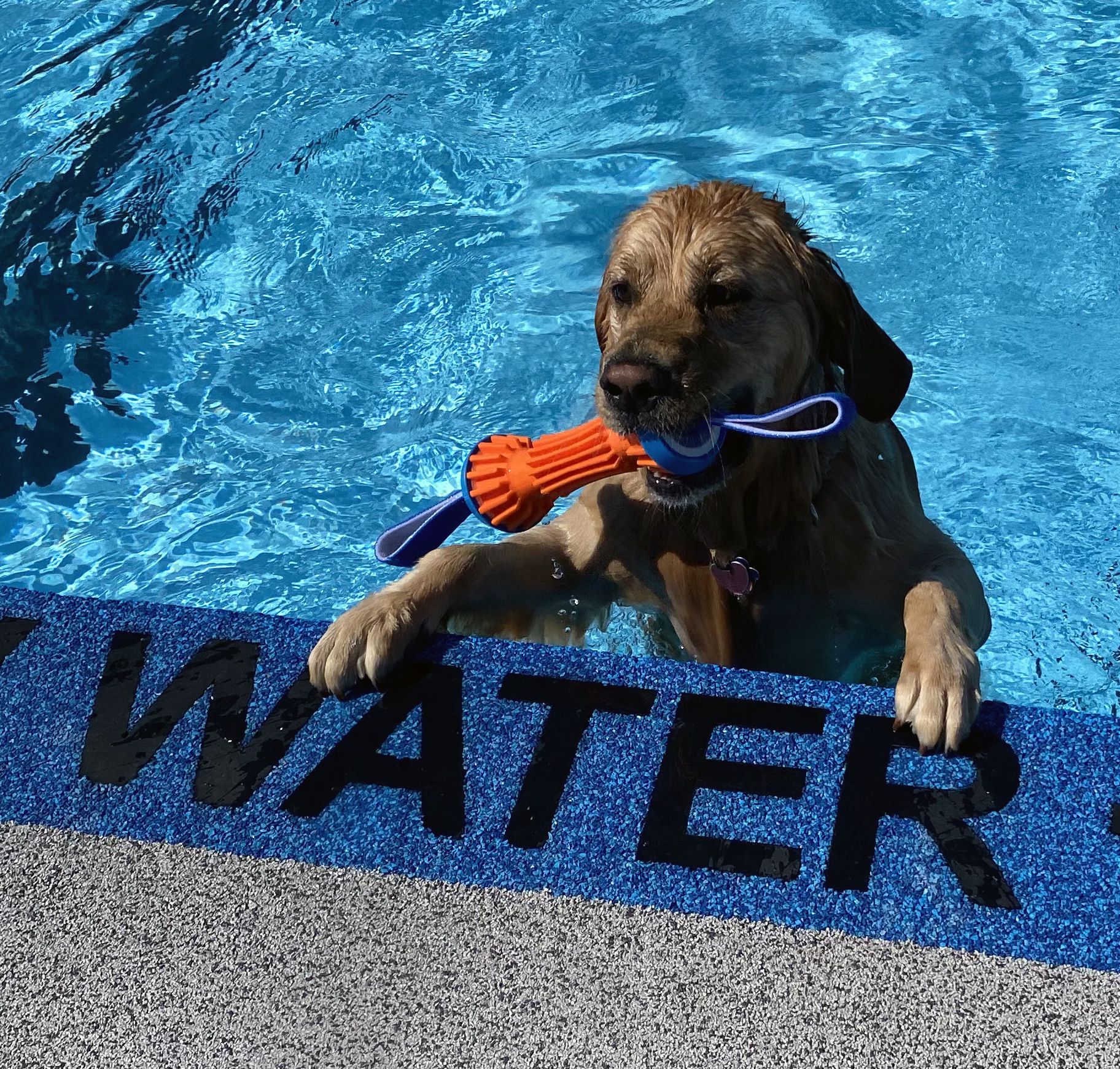 Splish Splash Doggie Bash 2022 The Londoner