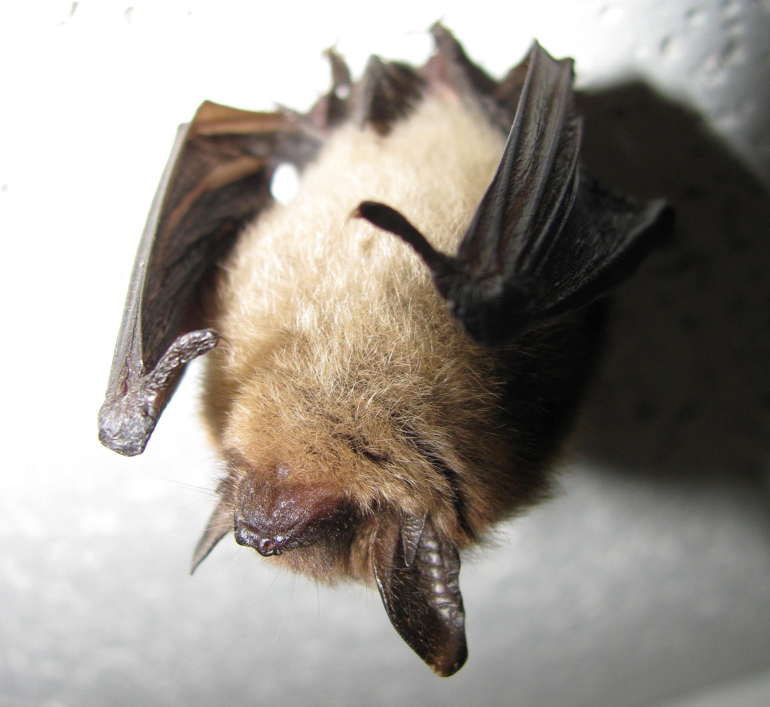 Money to study atrisk bat species on Wahnapitae FN The Daily Press