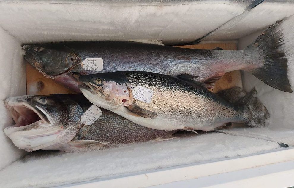New lake trout, rainbow trout leaders at Salmon Spectacular Owen