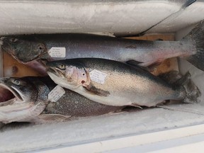 The leading fish on Tuesday at the Owen Sound Salmon Spectacular. From the top, salmon, rainbow trout and lake trout.
