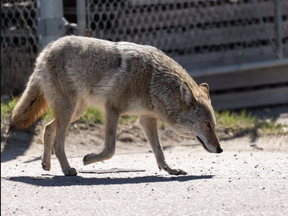 A coyote travels through an industrial park in Edmonton in April 2021. Multiple reports of coyote attacks in the river valley have been reported in recent weeks. PHOTO BY IAN KUCERAK / POSTMEDIA NEWS