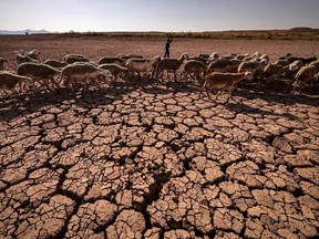 A herd of sheep walk over cracked earth at al-Massira dam in Ouled Essi Masseoud village, some 140 kilometres south from Morocco's economic capital Casablanca, on August 8, 2022 amidst the country's worst drought in at least four decades.(Photo by FADEL SENNA / AFP)