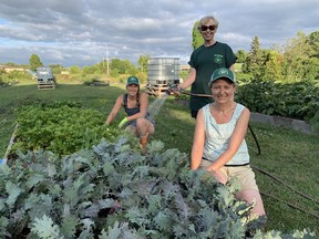 Katie MacDonald, from left,  Deborah Vickers and Sue Clark tend to one of the more than 70 garden beds at the Earl Haig Community Garden in Brantford on Tuesday night. VINCENT BALL