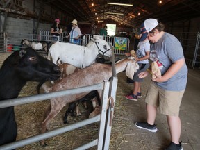 Milton McMahon feeds animals at the Educational Animal Display pens at the Tillsonburg fair.  CHRIS ABBOTT