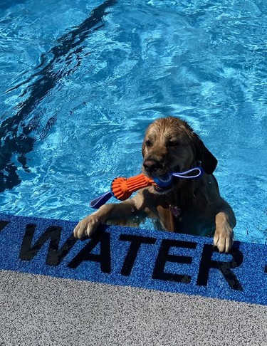 Jax, a golden retriever, lives up to his breed's name as he retrieves his water toy during the Splish Splash Doggie Bash at the Delhi Kinsmen pool on Sunday afternoon. The special swimming event for people and their dogs was held to mark the end of the 2022 season at the community pool. SIMCOE REFORMER PHOTO