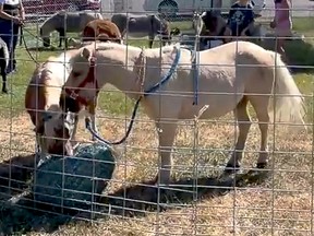 The Gentle Giant Acres' petting zoo had a variety of animals for attendees to interact with.