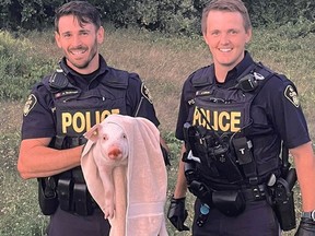 Brant OPP Constables Garton and Louw engaged in a 30-minute foot chase on Tuesday evening before apprehending this fugitive. SUBMITTED PHOTO