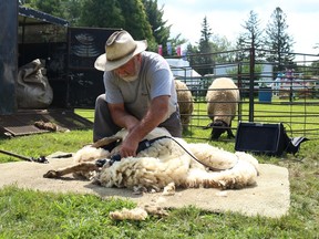 Ross Creighton shearing a sheep at the Williamstown Fair on Sunday August 7, 2022 in Williamstown, Ont. Laura Dalton/Cornwall Standard-Freeholder/Postmedia Network