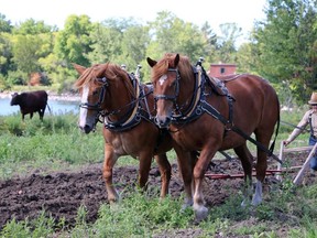 Handout/Cornwall Standard-Freeholder/Postmedia Network
Parks of the St. Lawrence photo of two horses working a field at Upper Canada Village, near Morrisburg, Ont.