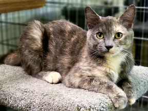 MEET LADY! Female/Spayed  Lady is a petite, young, energetic, and friendly cat. She loves to be the center of your attention, as well as exploring on her own. Hanna SPCA photo