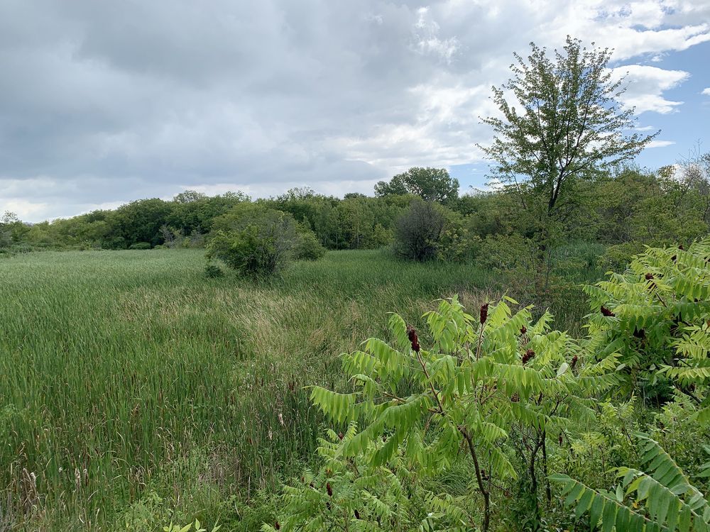 Kingston environmentalists call on city to hire hydrogeologist to oversee redevelopment of tannery site