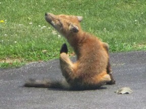 A fox outside Sheila Knowles’ Gananoque home on July 29, 2022, scratches itself. Knowles is treating the fox and its family for mange.