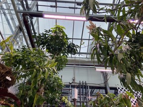 Queen's University's Phytotron has housed cutting edge research and tropical plants from around the world for 25 years. Photo courtesy Saeid Mobini