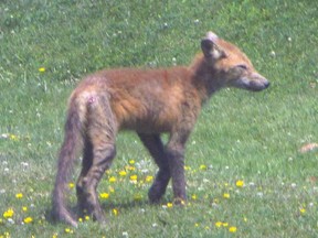 One of the foxes outside Sheila Knowles' Gananoque home on July 29, 2022, that is said to be suffering from mange, a disease that attacks foxes, coyotes, wolves and, at times, cats and dogs.