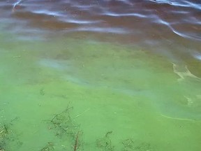 While algae occur naturally in most shallow water bodies, the toxic blue-green variety tends to have a distinctive appearance.
