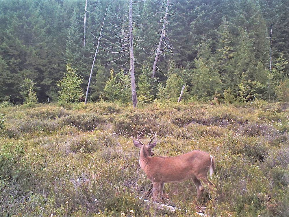 The author's trail camera captures a velvet whitetail deer taking a late summer walk.