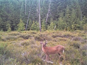 The author's trail camera captures a whitetail buck in velvet taking a late summer stroll.