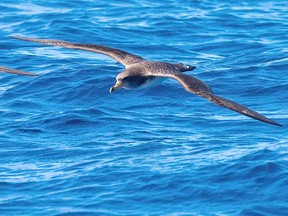 A Cory Shearwater skimming the surface of the water. David O'Brien Getty Images