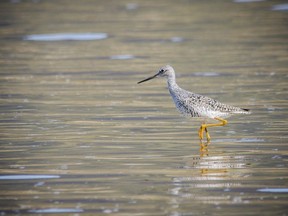 A Greater Yellowlegs wading in the shallows. Christina Prinn / Getty Images