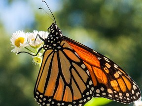 It's becoming more difficult to catch a glimpse of a monarch butterfly enjoying a meal. The International Union for the Conservation of Nature placed the North American migratory monarch butterfly on its Red List of threatened species, classifying it as endangered. Habitat fragmentation, pesticides, disease, climate change, and invasive species are contributing to the insect's decline, experts say. (Chris Montanini/Stratford Beacon Herald)