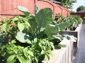 Compost helps grow various vegetables and fruits in the 24 raised garden beds in Indira and Kumar Radhakrishnan's backyard.  (Tyler Kula/ The Observer)