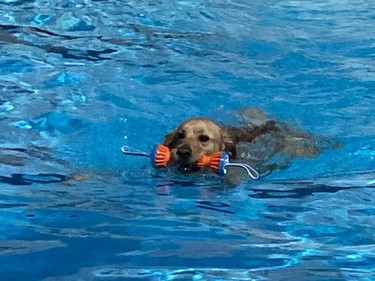 Jax the golden retriever lived up to his breed's name as he retrieved his water toy during the Splish Splash Doggie Bash at the Delhi Kinsmen pool on Sunday afternoon. SIMCOE REFORMER PHOTO