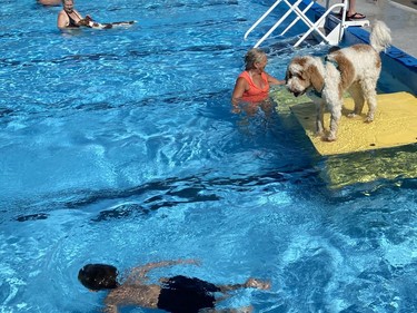 People and pooches plunged into the water at the Delhi Kinsmen Pool on Sunday for the Splish Splash Doggie Bash final swim event of the 2022 season. SIMCOE REFORMER PHOTO