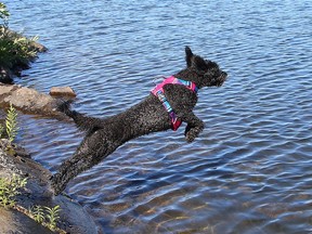 Molly, a Portuguese water dog, leaps into the water as she retrieves her favourite toy in Ramsey Lake in Sudbury, Ont. on Friday August 5, 2022. John Lappa/Sudbury Star/Postmedia Network