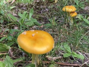 A sign that summer is starting to come to a close. These mushrooms were growing on a lawn in the Estaire area recently. Harold Carmichael/Sudbury Star/Postmedia Network