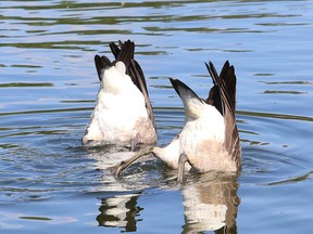 Geese search for an underwater snack at the pond at Delki Dozzi track in Sudbury, Ont. on Friday August 19, 2022. John Lappa/Sudbury Star/Postmedia Network